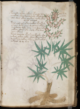 Voynich folio f31r